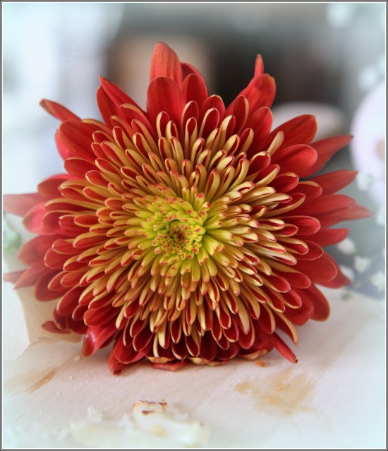 Red Flower, Courtesy Dena T Bray Ⓒ