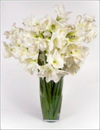 Amaryllis , White(Hippeastrum)